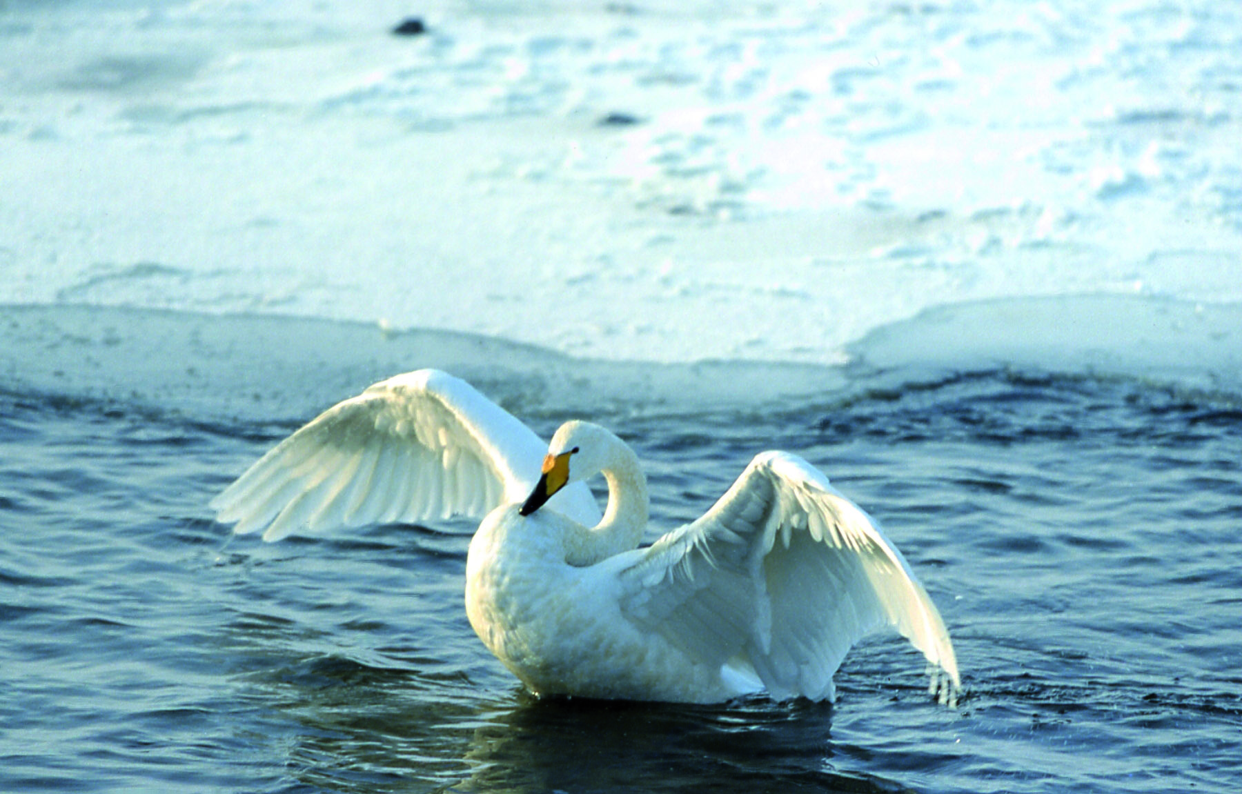 Singschwan_Unteres_Odertal_Foto_Steffen_Ziebolski_Unteres_Odertal