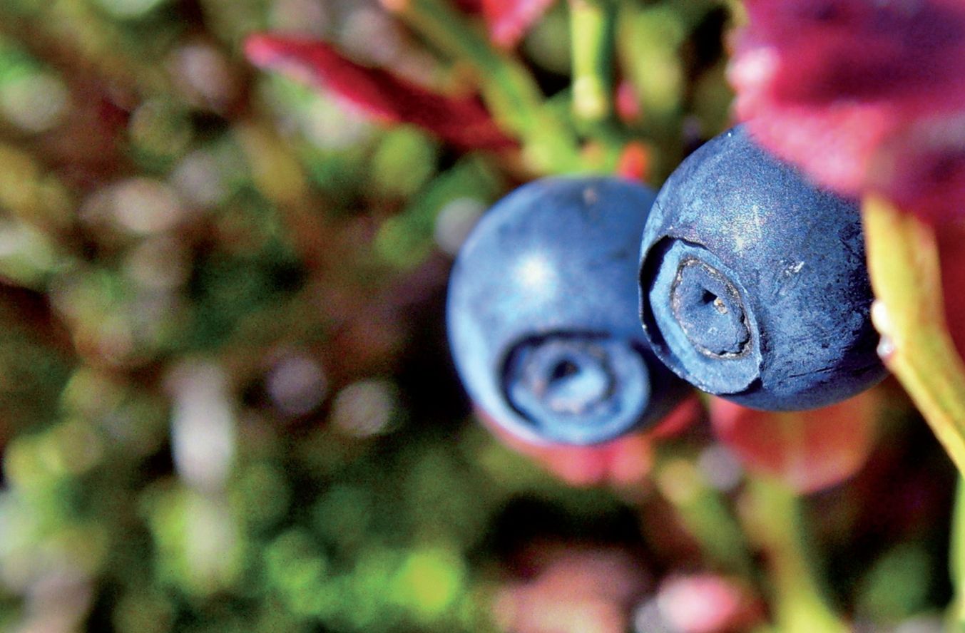 beeren-los-01